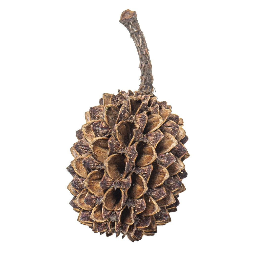 Arka MyScape Casuarina Cones