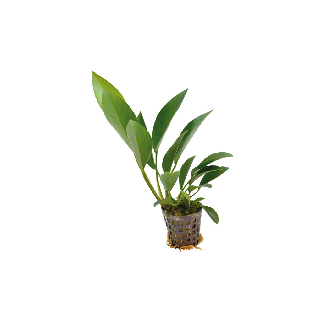 AquaFleur Tropical Aquarium Plant - Anubias Congensis 5cm Pot