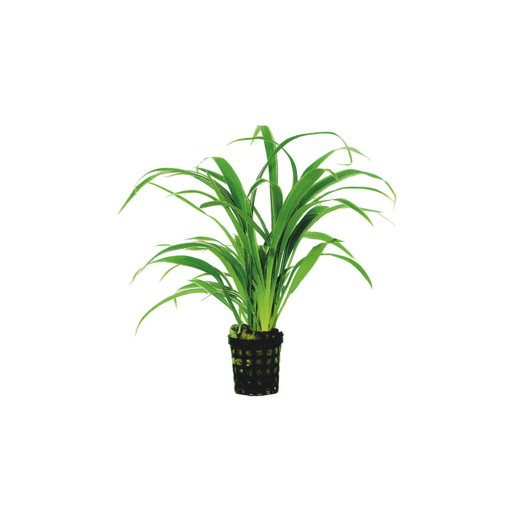 AquaFleur Tropical Aquarium Plant - Chlorophytum Bichettii 5cm Pot