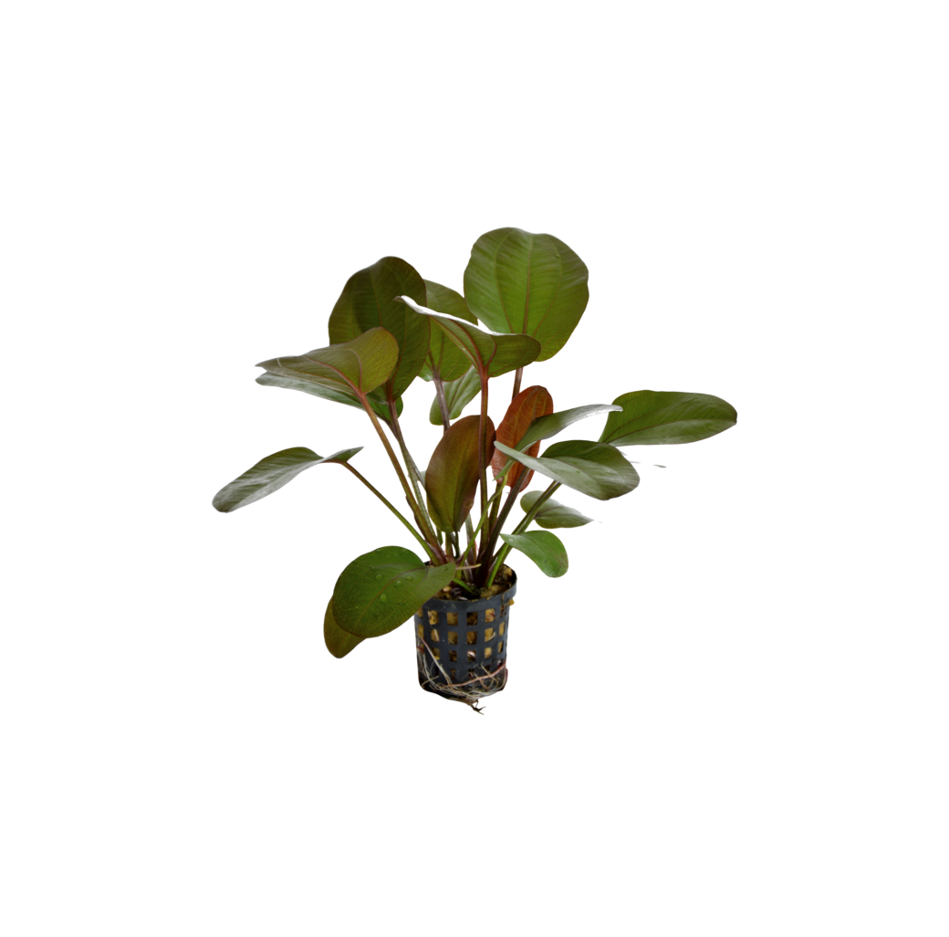 AquaFleur Tropical Aquarium Plant - Echinodorus Rubra 5cm Pot