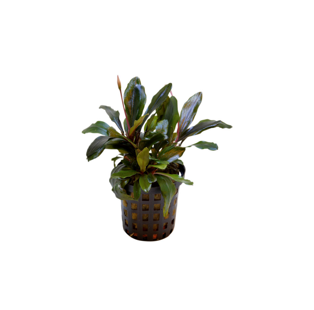 AquaFleur Tropical Aquarium Plant - Bucephalandra Theia 5cm Pot