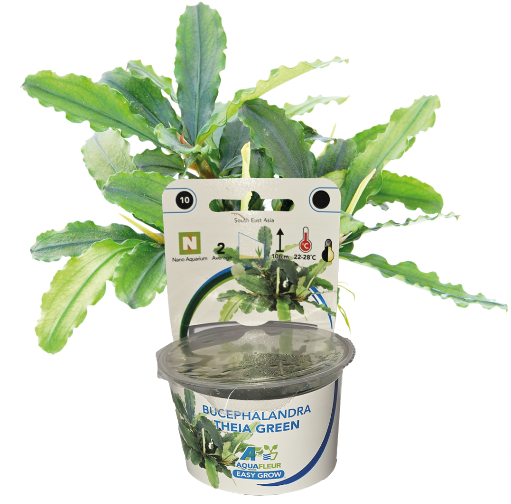AquaFleur Tropical Aquarium Plants-Bucephalandra Theia Green