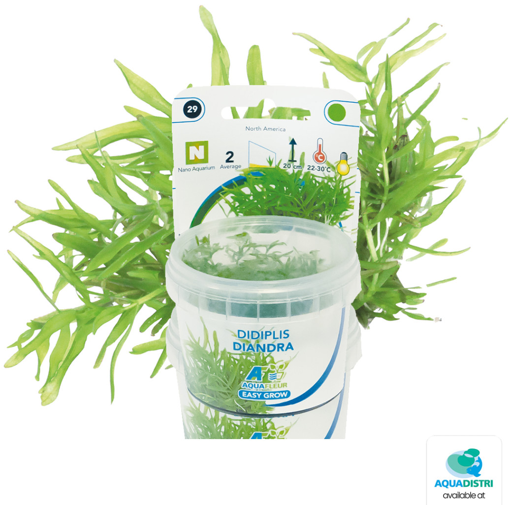 AquaFleur Tropical Aquarium Plants- Didiplis Diandra