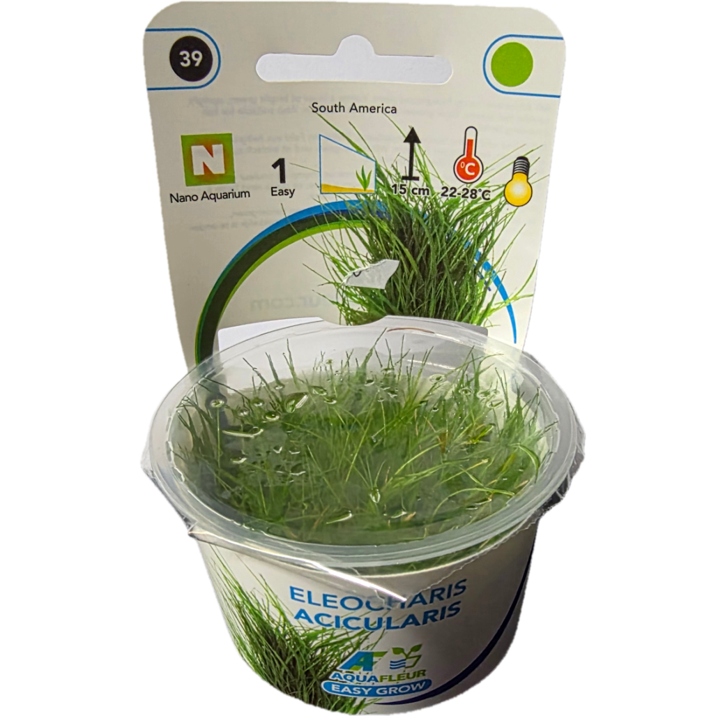 AquaFleur Tropical Aquarium Plants-Eleocharis Acicularis