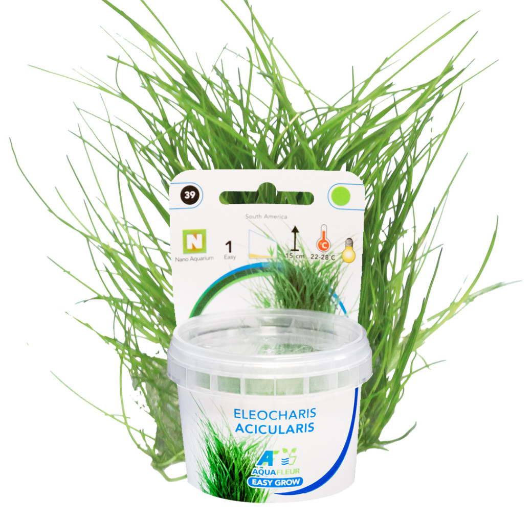 AquaFleur Tropical Aquarium Plants-Eleocharis Acicularis