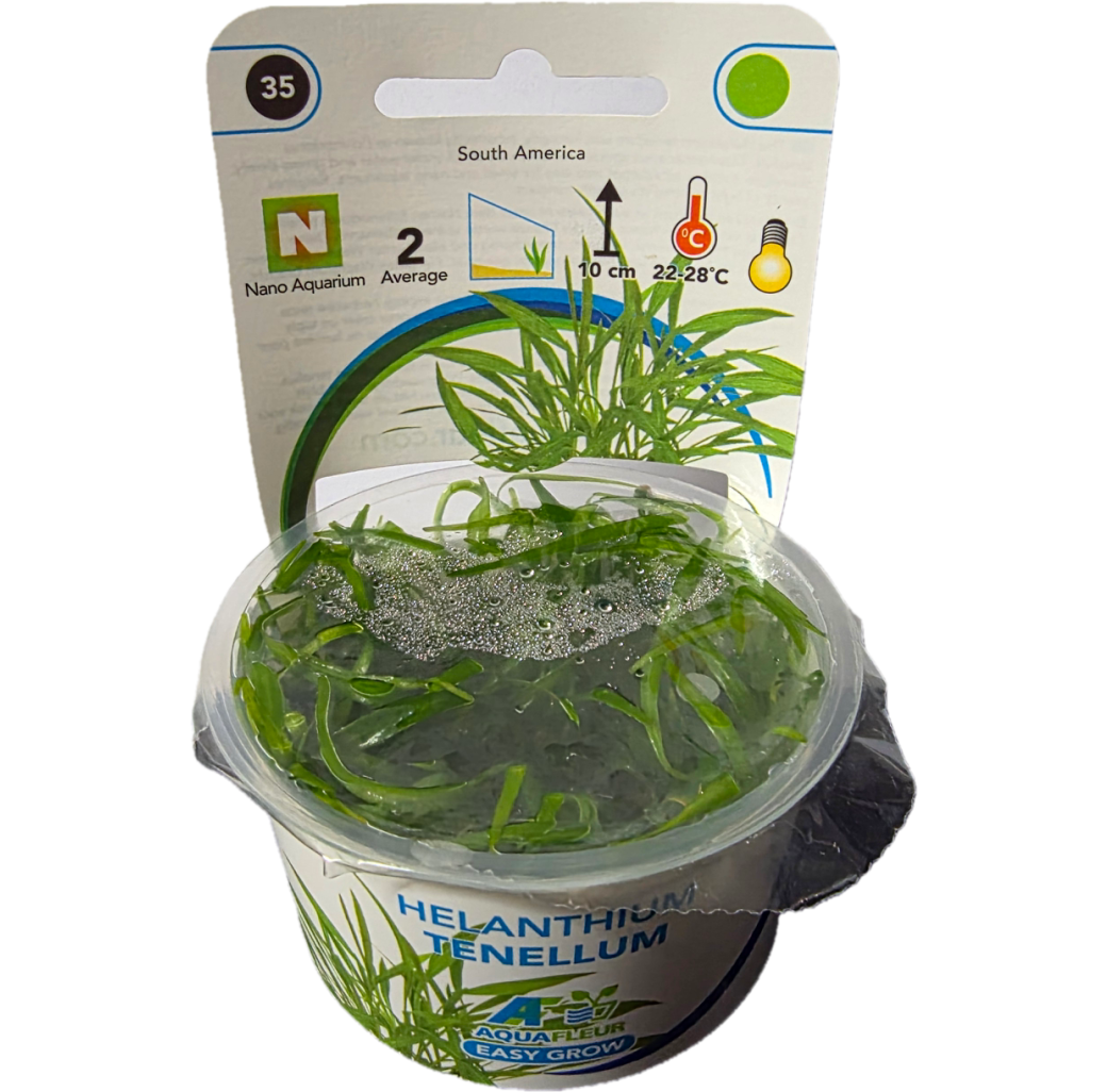 AquaFleur Tropical Aquarium Plants-Helanthium Tenellum