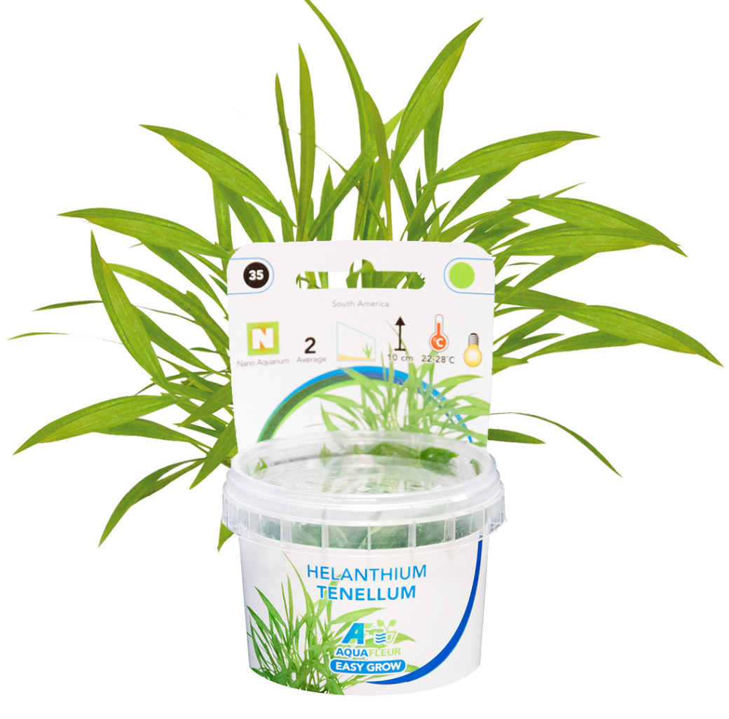 AquaFleur Tropical Aquarium Plants-Helanthium Tenellum