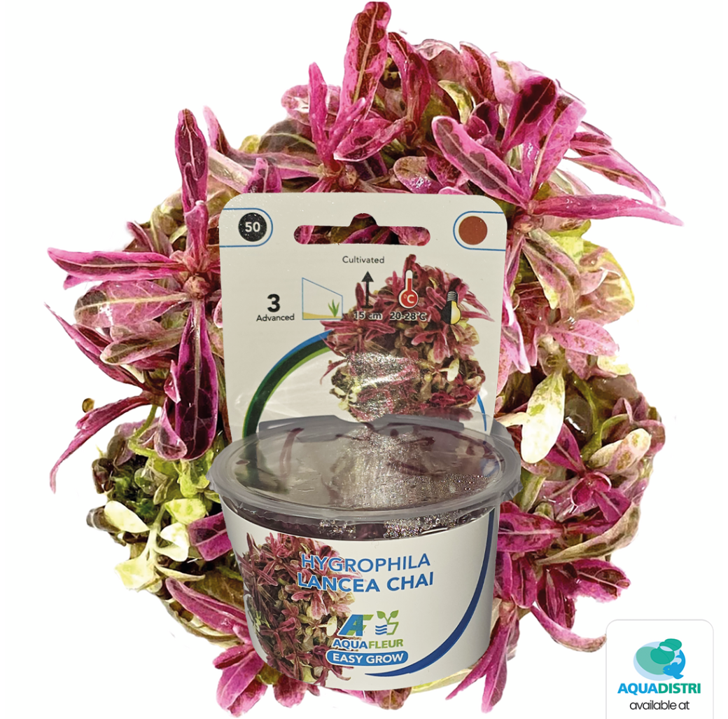 AquaFleur Tropical Aquarium Plants-Hygrophila Lancea Chai