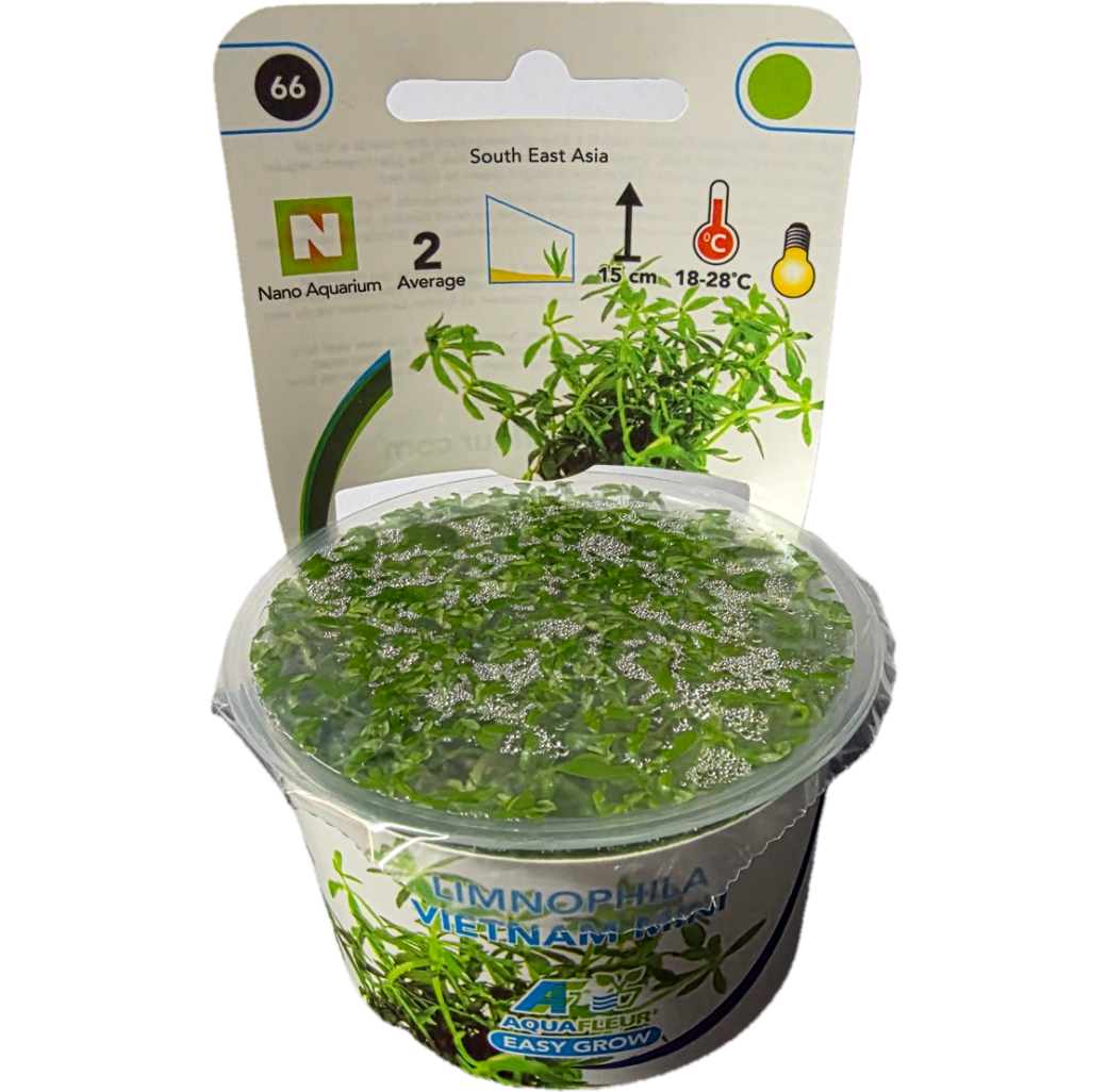AquaFleur Tropical Aquarium Plants-Limnophila Vietnam