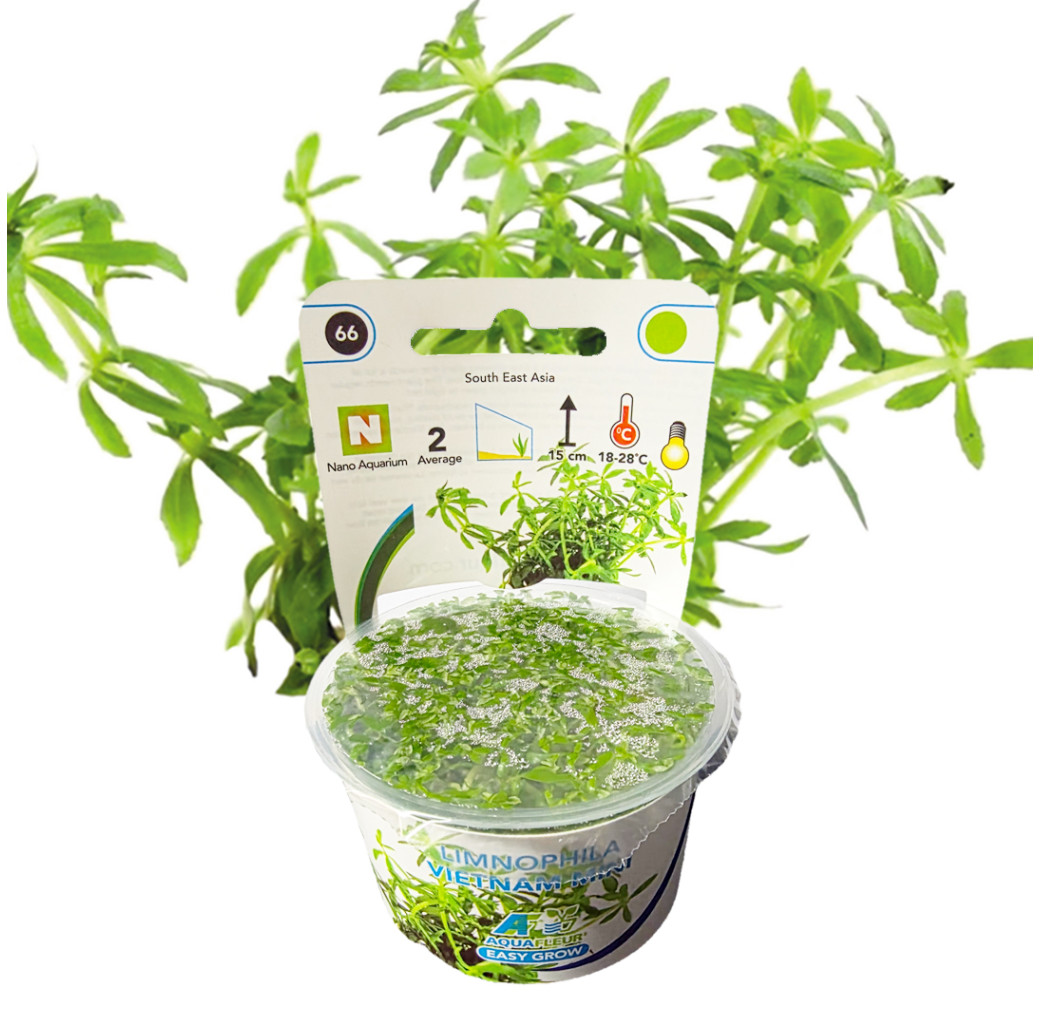 AquaFleur Tropical Aquarium Plants-Limnophila Vietnam