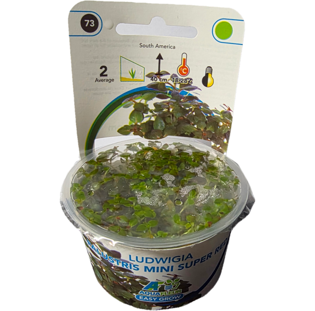 AquaFleur Tropical Aquarium Plants-Ludwigia Palustris