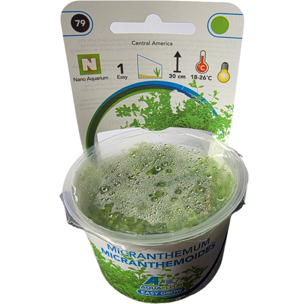 AquaFleur Tropical Aquarium Plants-Micranthemum Micranthemoides