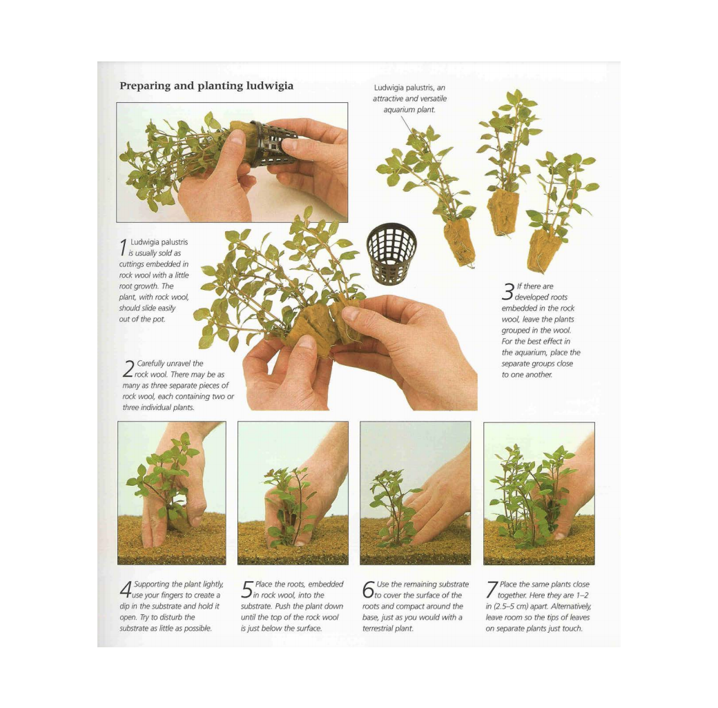 Tropical Aquarium Plant Pack - Simple 