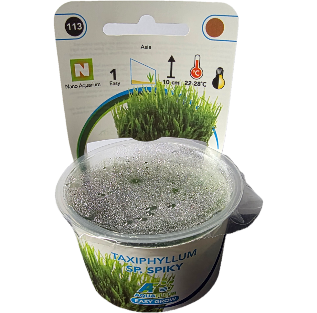AquaFleur Tropical Aquarium Plants-Taxiphyllum Sp. Spiky