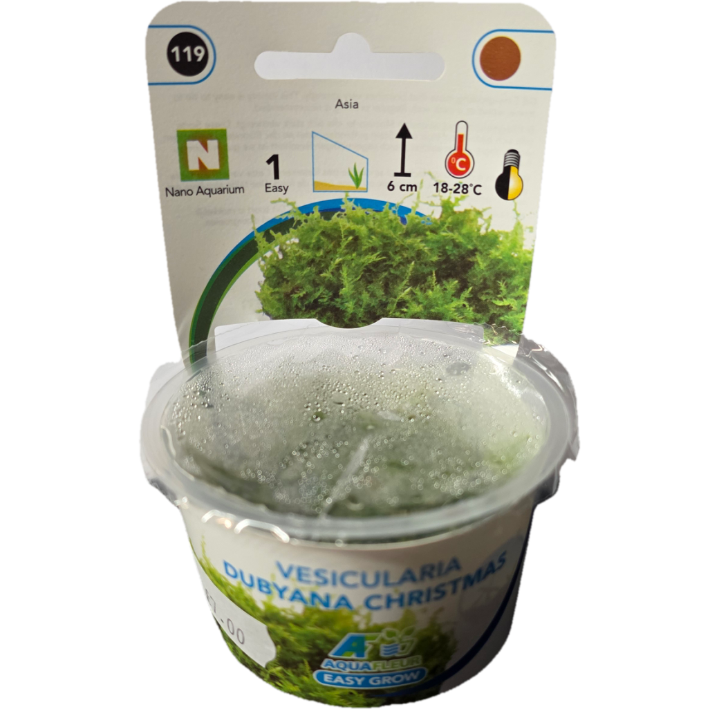 AquaFleur Tropical Aquarium Plants-Vesicularia Dubyana Christmas