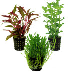 Tropical Aquarium Plant Pack - Simple 