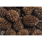 Arka MyScape Casuarina Cones