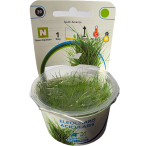 AquaFleur Tropical Aquarium Plants-Eleocharis Acicularis