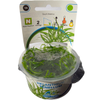 AquaFleur Tropical Aquarium Plants-Helanthium Tenellum