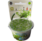 AquaFleur Tropical Aquarium Plants-Limnophila Vietnam