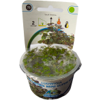 AquaFleur Tropical Aquarium Plants-Ludwigia Palustris