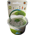 AquaFleur Tropical Aquarium Plants-Riccia Fluitans