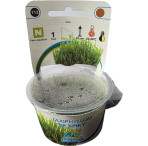 AquaFleur Tropical Aquarium Plants-Taxiphyllum Sp. Spiky