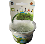 AquaFleur Tropical Aquarium Plants-Vesicularia Dubyana Christmas