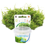 AquaFleur Tropical Aquarium Plants-Vesicularia Dubyana Christmas