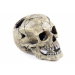 skull, aquarium ornament