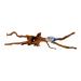 Aquarium wood - Spider Wood Extra Large