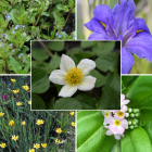 Pond Plant Pack - Flowering (Pack of 5 Plug Plants)