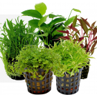 Tropical Aquarium Plant Pack - Foreground