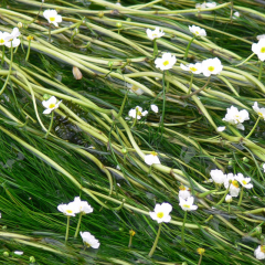 Water Crowfoot (Ranunculus Aquatilis) Oxygenating Pond Plant Pack of 5