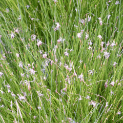 Needle Spike-Rush  (Eleocharis Acicularis) 1L Oxygenating Pond Plant