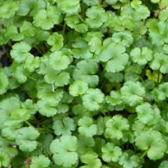 Miniature Pennywort (Hydrocotyle Nova Zealand) 1L Oxygenating Pond Plant