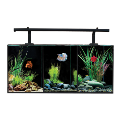 AquaOne Betta Trio