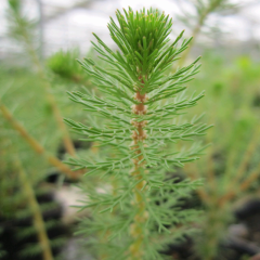 Spiked Water Milfoil  (Myriophyllum Crispatum) 1L Oxygenating Pond Plant