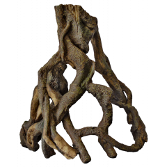 Superfish - Mangrove Root