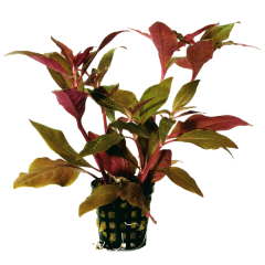 AquaFleur Tropical Aquarium Plant - Alternanthera Cardinalis 5cm pot