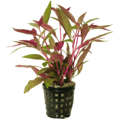 AquaFleur Tropical Aquarium Plant - Alternanthera Reineckii 5cm Pot