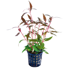 AquaFleur Tropical Aquarium Plant - Alternanthera Reineckii Mini 5cm Pot