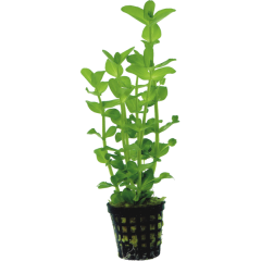 AquaFleur Tropical Aquarium Plant - Bacopa Amplexicaulis 5cm Pot