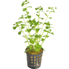 AquaFleur Tropical Aquarium Plant - Bacopa Monnieri 5cm Pot