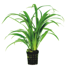 AquaFleur Tropical Aquarium Plant - Chlorophytum Bichettii 5cm Pot