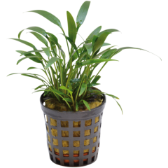 AquaFleur Tropical Aquarium Plant - Cryptocoryne Amicorum 5cm Pot
