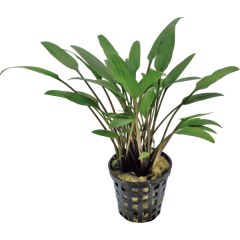 AquaFleur Tropical Aquarium Plant - Cryptocoryne Nevelli 5cm Pot