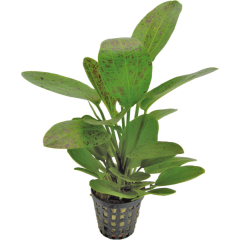 AquaFleur Tropical Aquarium Plant - Echinodorus Ozelot Green 5cm Pot