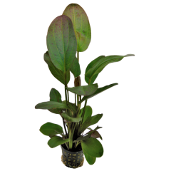 AquaFleur Tropical Aquarium Plant - Echinodorus Ozelot Red 5cm Pot