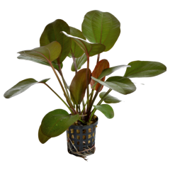 AquaFleur Tropical Aquarium Plant - Echinodorus Rubra 5cm Pot
